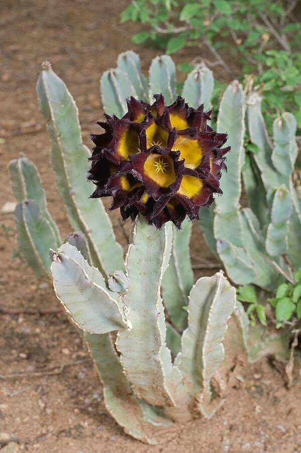 Caralluma Speciosa