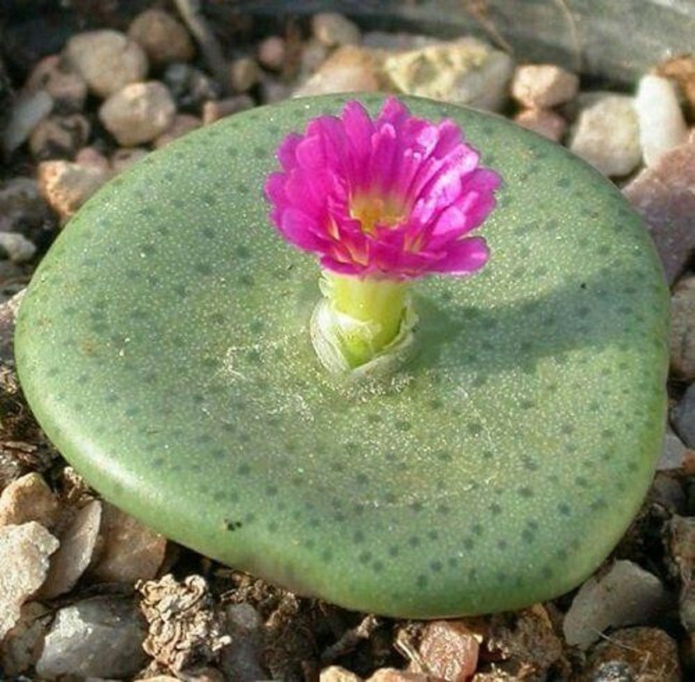 Conophytum ficiforme (?)