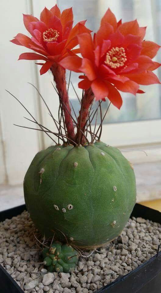 Matucana Madisoniorum (?)