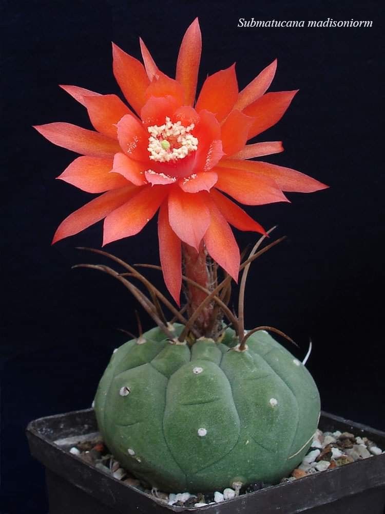 Submatucana Madisoniorum